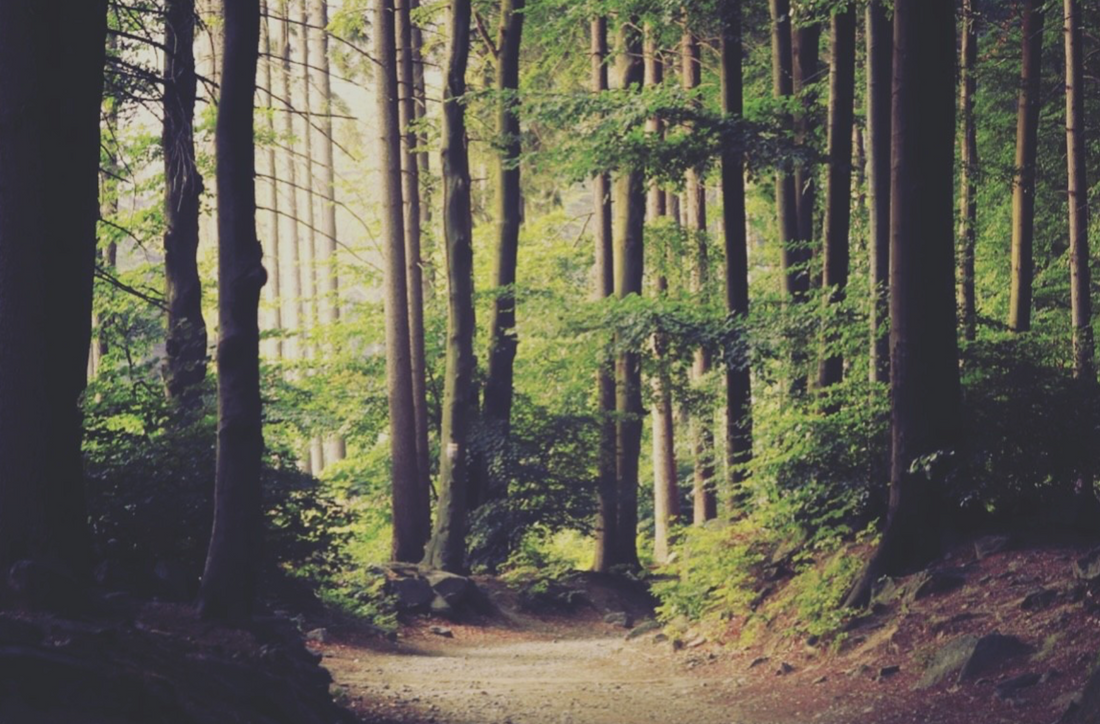 Unveiling Concerns: High BPA Levels Detected in Sportswear Brands - Wellicious Stands Apart with Cradle to Cradle Certification