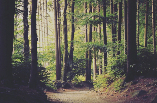 Unveiling Concerns: High BPA Levels Detected in Sportswear Brands - Wellicious Stands Apart with Cradle to Cradle Certification