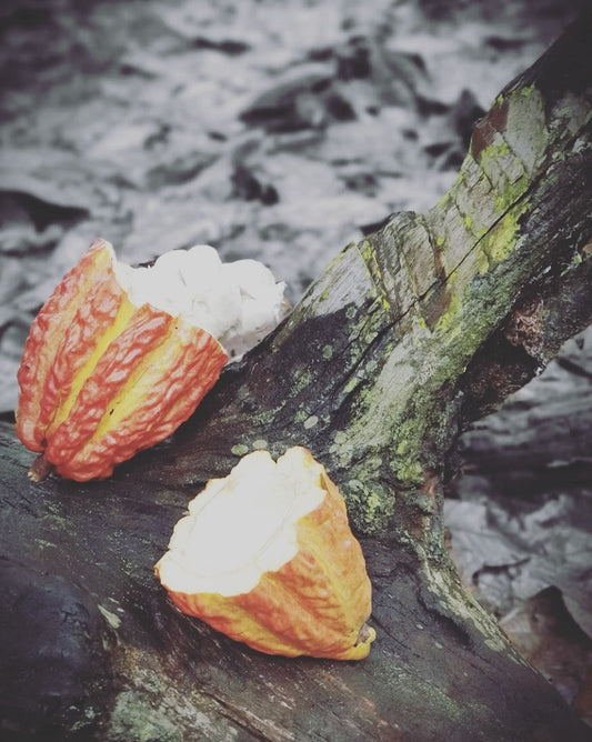 Wellicious Cacao Ceremony with Issa Blanco